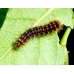 Giant Peacock Moth pyri Cocoons SPECIAL JUBILEE PRICES!